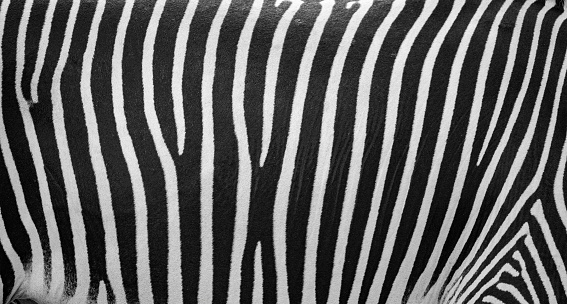 Close-up of a Zebra seen from the side in the wild. Ultra high resolution photo.