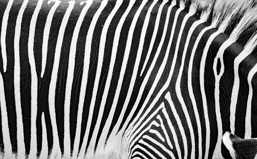 Close-up of a Zebra seen from the side in the wild. Ultra high resolution photo.