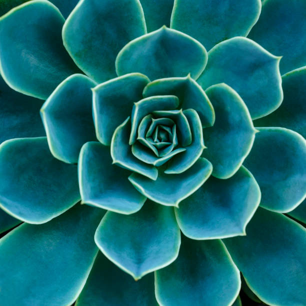 istock Succulent plant, Close up 1388643064