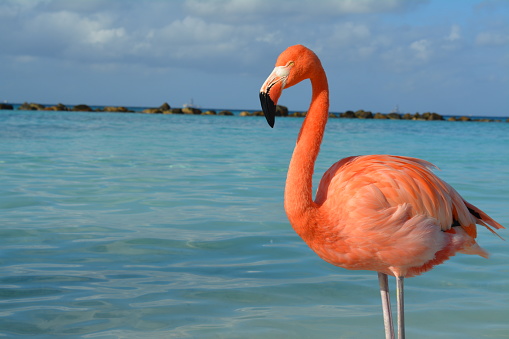 Flamingo beach Aruba