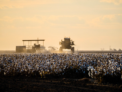 Horizontal landscape photo of cotton bolls ready for harvesting growing on a farm and agricultural machinery and a four wheeled high up oversize vehicle used for cotton harvesting, ldriving along a dusty road in the distance. Moree, NSW