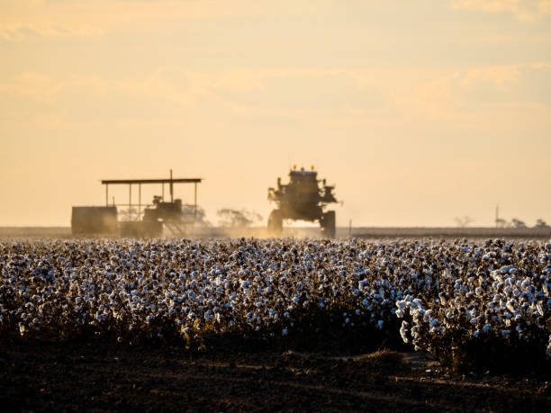 Cotton Harvesting Machinery stock photo
