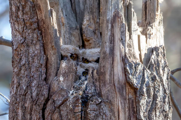istock Great horned owl. The young owlets on the nest 1388645955