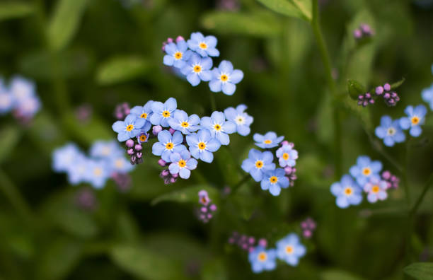 istock Natural background with blue forget-me-not flowers 1388646356