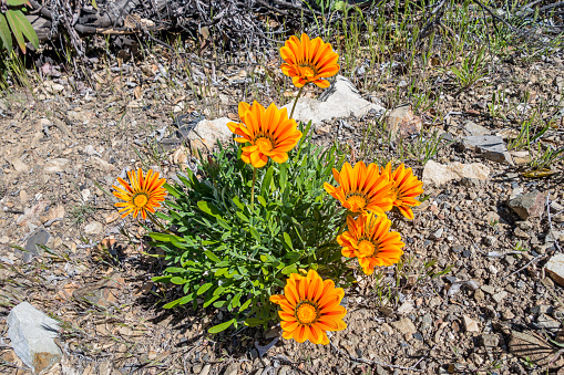 Orange colored African Daisy, Gazania Linearis, growing in the wild in Los Angeles county.