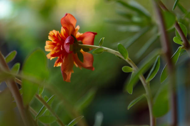 istock An open flower with leaves. 1388647118