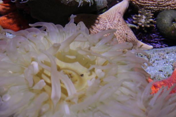 istock Sea Anemone and Starfish Coral Reef Underwater Ecosystem 1388647185