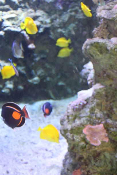 Achilles and Yellow Tang Fish Coral Reef Underwater Ecosystem Aquarium Achilles Tang, Acanthurus achilles, and Yellow Tang, Zebrasoma flavescens. Achilles and Yellow Tang marine Fish Coral Reef Underwater Ecosystem Aquarium. acanthurus achilles stock pictures, royalty-free photos & images