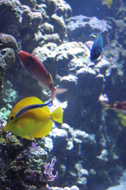 istock Yellow Tang Fish Coral Reef Underwater Ecosystem Aquarium 1388648137