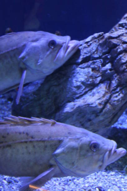 istock Grouper Fish Coral Reef Underwater Ecosystem Aquarium 1388648200