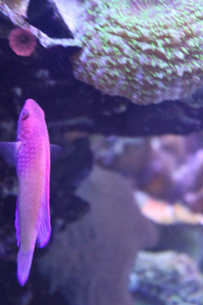 istock Wrasse Pink Fish Coral Reef Underwater Ecosystem Aquarium 1388648210