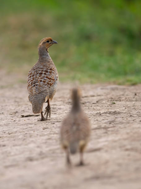 Gray Francolin pair in morning Gray Francolin pair in morning grey partridge perdix perdix stock pictures, royalty-free photos & images