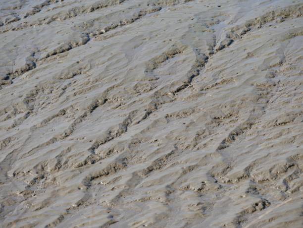 Silt at low tide in the Elbe Tracks in the mud silt stock pictures, royalty-free photos & images