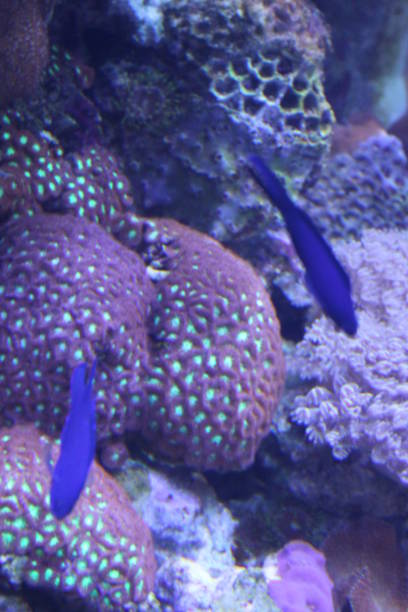 istock Blue Damselfish Fish Coral Reef Underwater Ecosystem 1388648589
