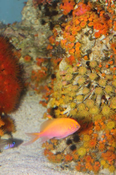 istock Anthias Fish Coral Reef Underwater Ecosystem Aquarium 1388648629