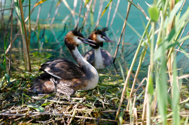 istock Couple of great crested grebe at nest 1388649168
