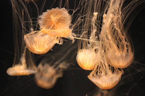 istock West Coast Sea Nettle Jelly Jellyfish 1388649171
