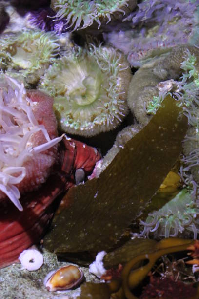 istock Sea Anemone Coral Reef Underwater Ecosystem 1388649191
