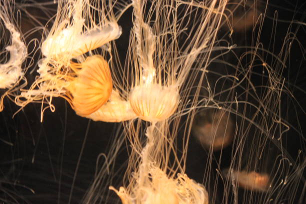 istock West Coast Sea Nettle Jelly Jellyfish 1388649199