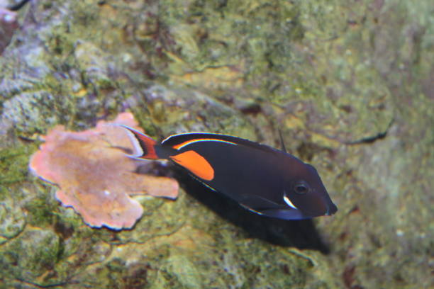 Achilles Tang Fish Coral Reef Underwater Ecosystem Aquarium Achilles Tang, Acanthurus achilles, marine Fish swimming in Coral Reef Underwater Ecosystem Aquarium. acanthurus achilles stock pictures, royalty-free photos & images