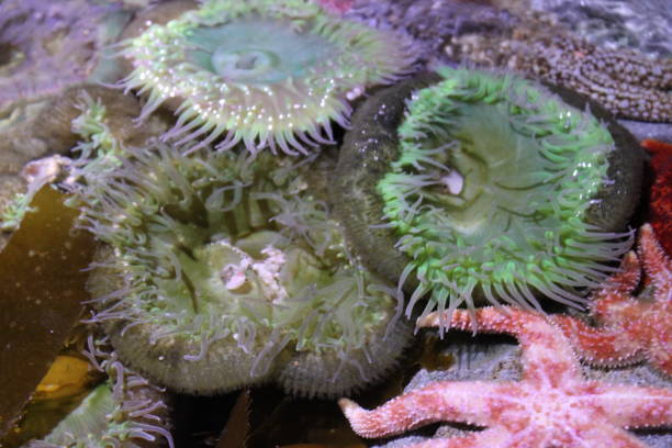 istock Sea Anemone and Starfish Coral Reef Underwater Ecosystem 1388649807