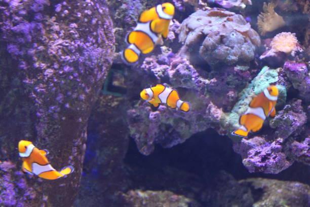 istock Clownfish Fish Coral Reef Underwater Ecosystem Aquarium 1388649840