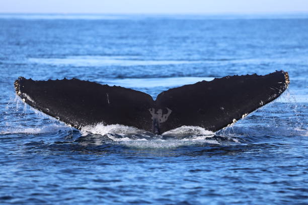 Tail of a Diving Humpback Whale stock photo