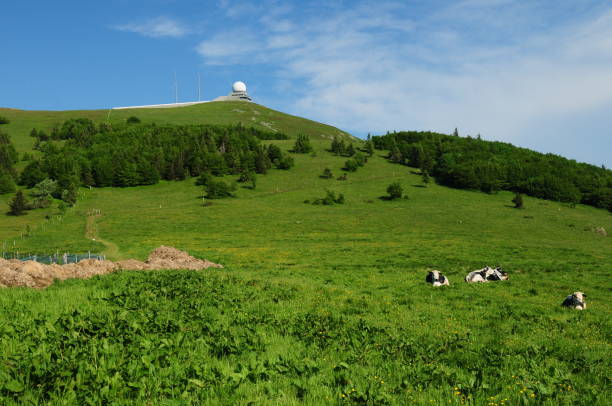 View To The Le Grand Ballon Mountain Vosges Mountains France On A Beautiful Sunny Spring Day View To The Le Grand Ballon Mountain Vosges Mountains France On A Beautiful Sunny Spring Day With A Clear Blue Sky sleeping cow stock pictures, royalty-free photos & images
