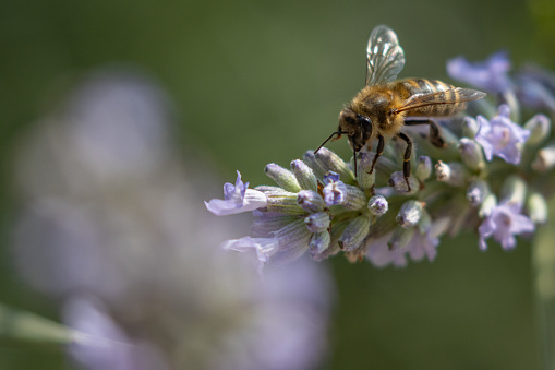 Honey Bee collecting pollen on an Lavender Flower in a garden