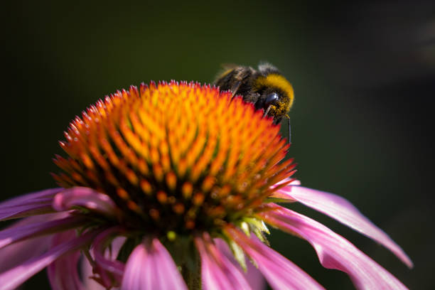 A bumblebee searching for nectar and pollen on a pink flower. Spring.