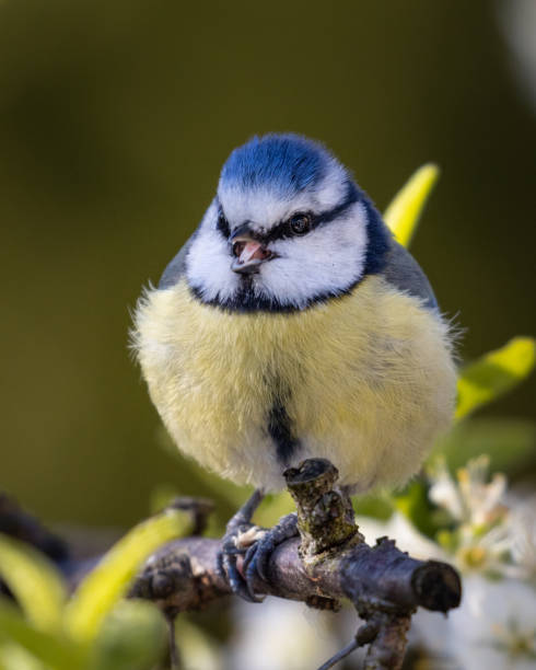 Blue Tit perched in a garden tree stock photo
