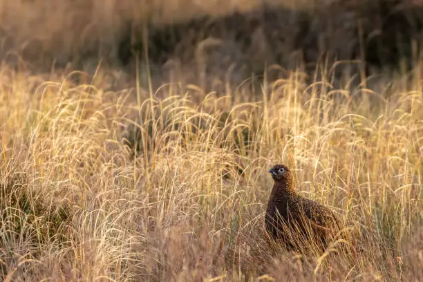Red Grouse in Scottish Highlands