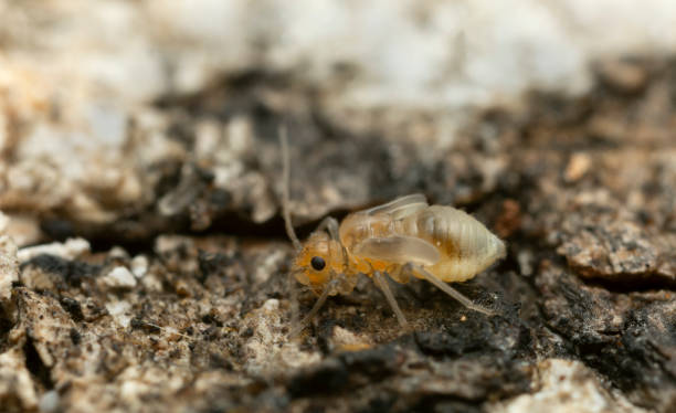 istock Booklouse on bark, macro photo 1388654303