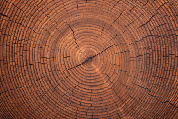 istock brown wooden stump texture, annual rings background 1388657897