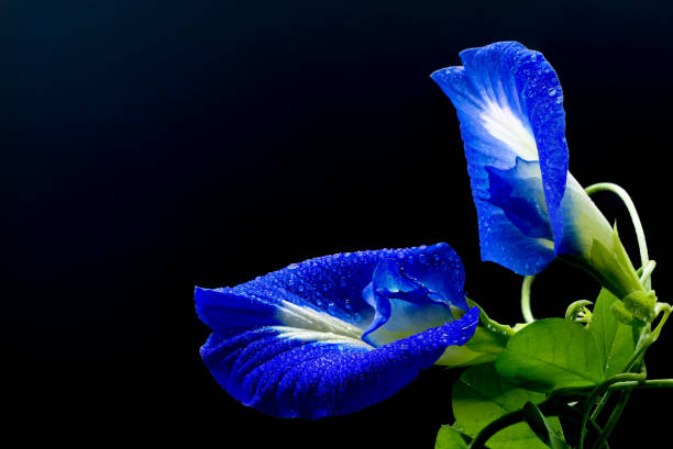 istock Blue flower in dark background. Butterfly pea. 1388658248