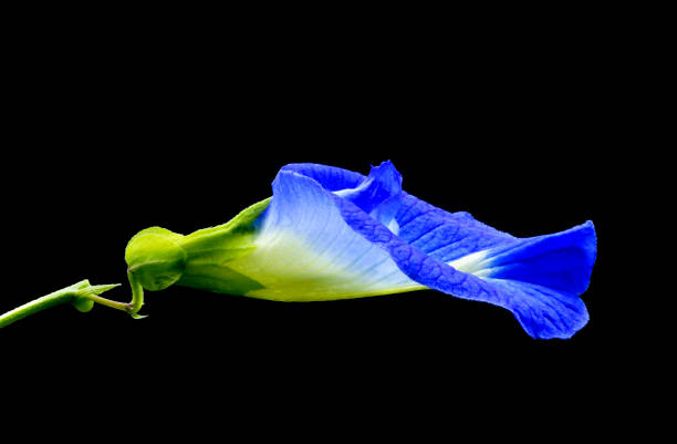 Butterfly pea (Clitoria ternatea) used as a food and herbal medicine.
