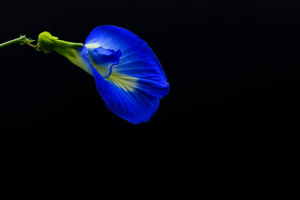istock Blue flower in dark background. Butterfly pea. 1388658277