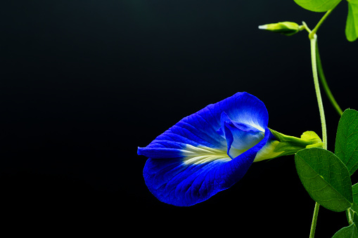 Butterfly pea (Clitoria ternatea) used as a food and herbal medicine.