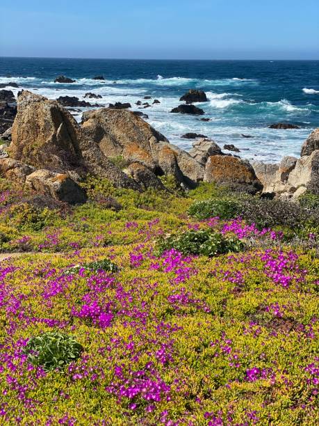 istock California Succulents along the Coast 1388658880