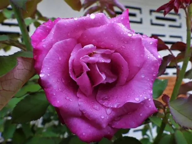 A rose flower with raindrops on it
