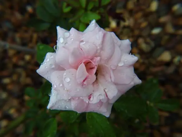 A rose flower with raindrops on the petals