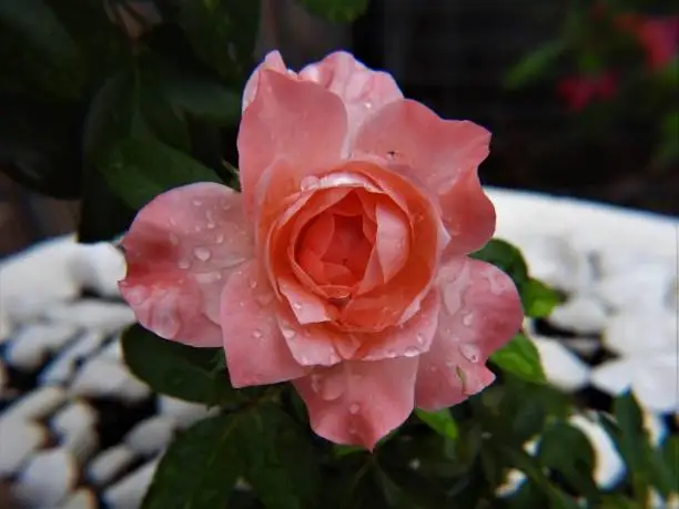 A rose flower with raindrops on the petals