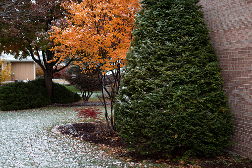 A row of colorful trees and plants along side a home in a garden after a light snow during autumn