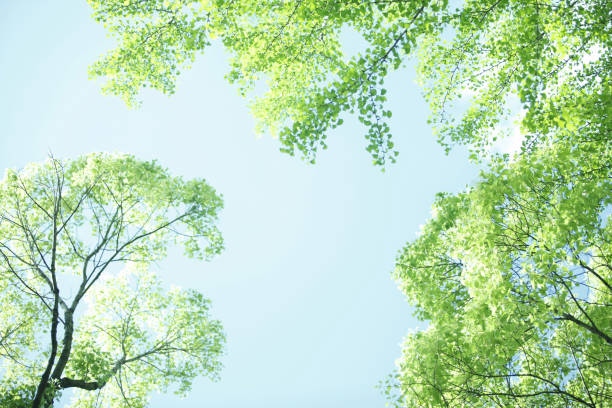istock Fresh green leaves and sky 1388667660