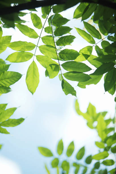 istock Fresh green of wisteria 1388667713