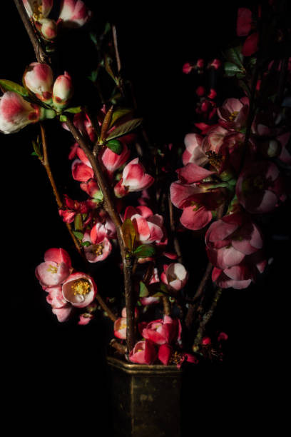 istock Japanese flowering quince 1388667827