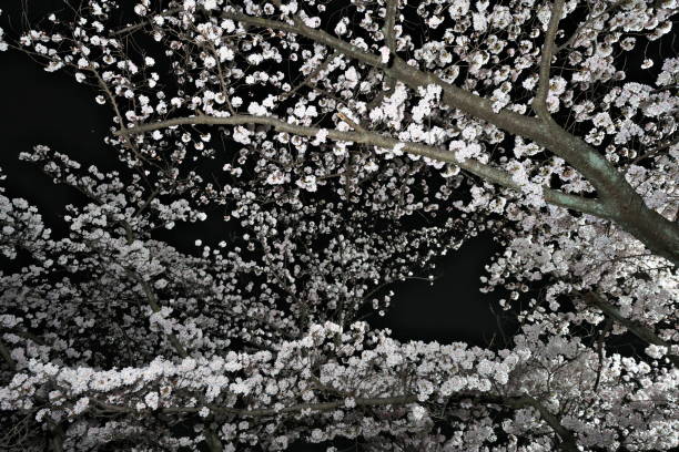 istock Sakura or cherry blossoms in full bloom in the night 1388668211