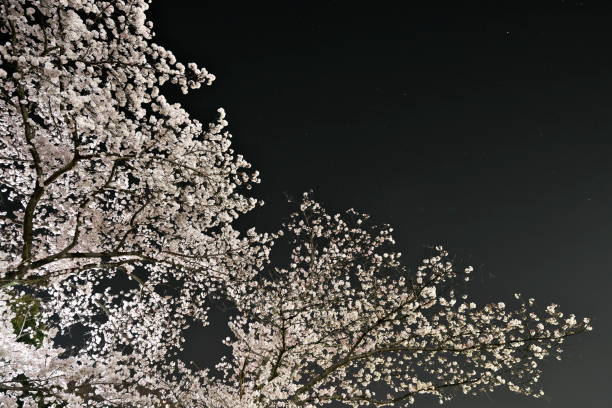 istock Sakura or cherry blossoms in full bloom in the night 1388668287
