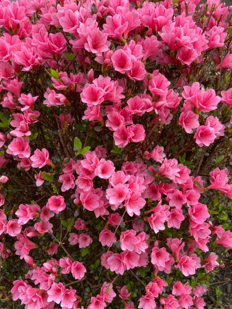 Pink azalea in full bloom up close