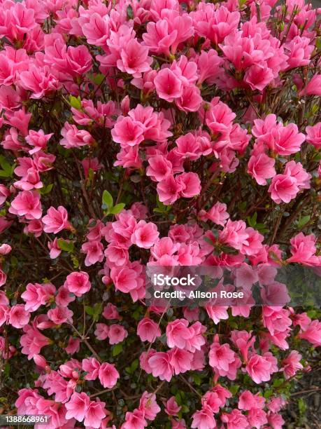 Pink Azalea In Full Bloom Up Close Stock Photo - Download Image Now - Azalea, Pink Color, Backgrounds